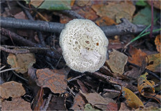 Гриб из Москва