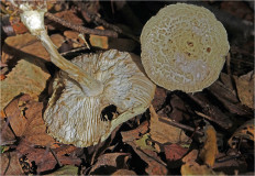 Гриб из Москва