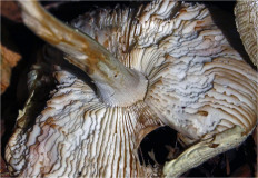 Гриб из Москва