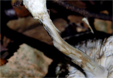 Гриб из Москва