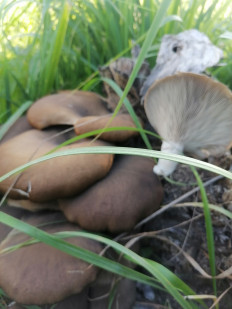 Гриб из Нижний Новгород