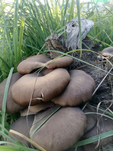 Гриб из Нижний Новгород