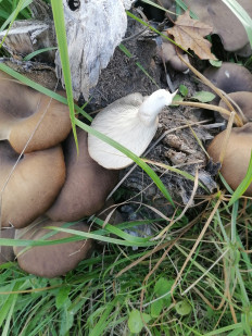 Гриб из Нижний Новгород