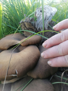 Гриб из Нижний Новгород