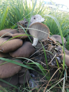 Гриб из Нижний Новгород