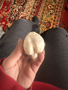 Гриб из Балхаш