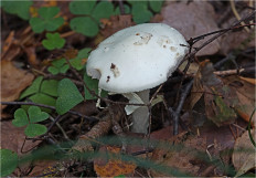 Мухомор поганковидный