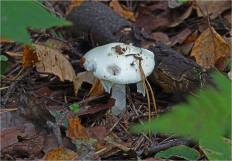 Мухомор поганковидный