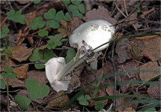 Мухомор поганковидный