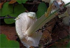 Мухомор поганковидный