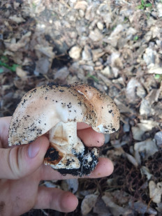 Гриб из Чекмагуш