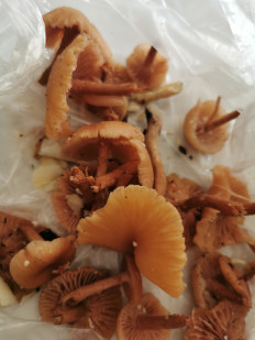 Гриб из Кусары