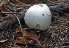 Гриб из Москва