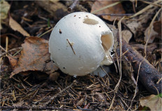 Гриб из Москва