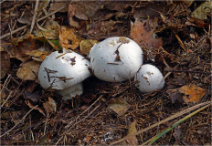 Гриб из Москва