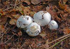 Гриб из Москва