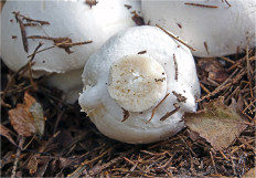 Гриб из Москва