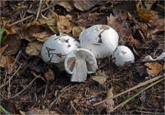 Гриб из Москва