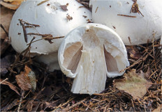 Гриб из Москва