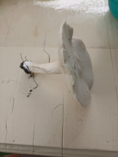 Гриб из Краснодар