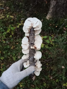 Гриб из Иваново