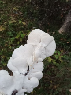 Гриб из Иваново