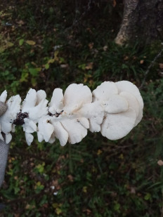 Гриб из Иваново