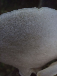 Гриб из Иваново