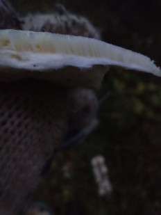 Гриб из Иваново