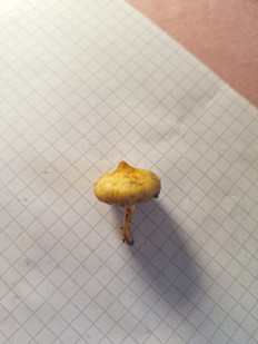 Гриб из Соколец