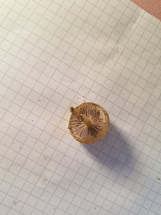 Гриб из Соколец