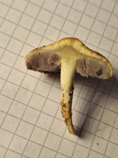 Гриб из Соколец