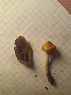 Гриб из Соколец