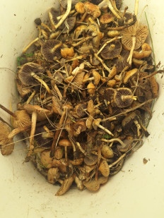 Гриб из Соколец