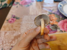 Гриб из Подмосковье