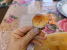 Гриб из Подмосковье