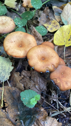 Гриб из Москва