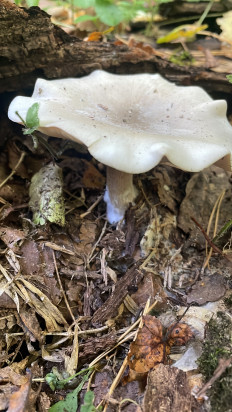 Гриб из Москва