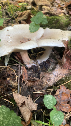 Гриб из Москва