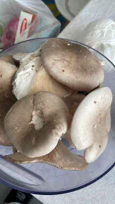 Гриб из Москва