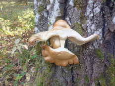 Гриб из Суздаль