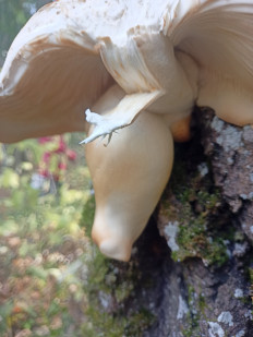 Гриб из Суздаль