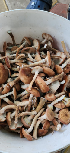 Гриб из Курск