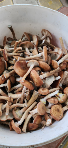 Гриб из Курск