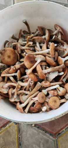 Гриб из Курск