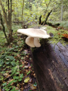 Гипсизигус ильмовый