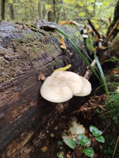 Гипсизигус ильмовый