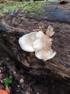 Гипсизигус ильмовый