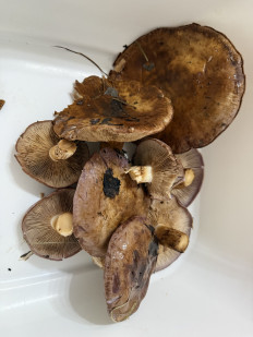 Гриб из Пфорцхайм/Германия