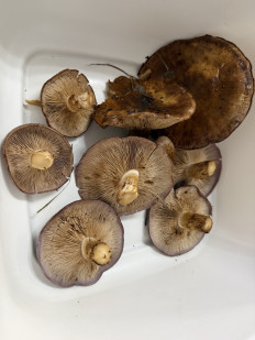 Гриб из Пфорцхайм/Германия